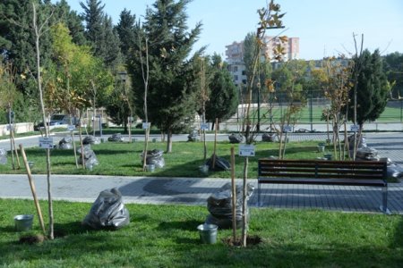 Nəsimi rayonunda Zəfər günü münasibəti ilə səhidlerin  adina parkin acilisi olmus ve ağacəkmə aksiyası keçirilib