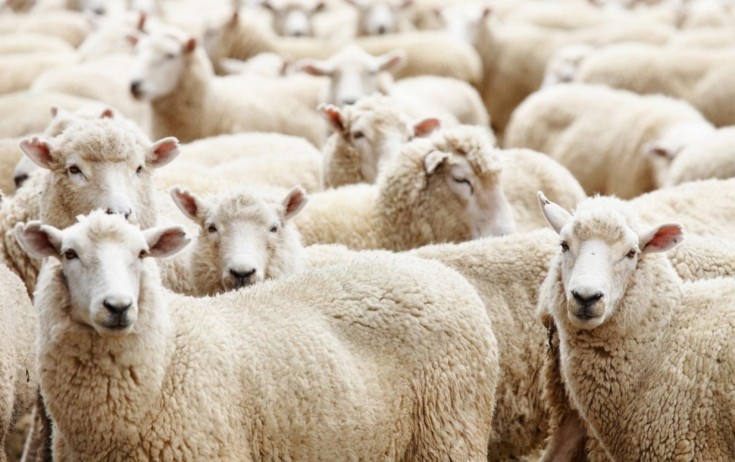 Qurbanlıq heyvanların satış məntəqələri - Siyahı
